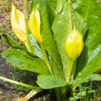 American Skunk Cabbage